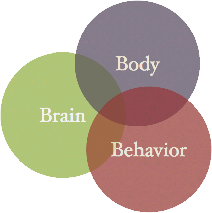 Basics of biological psychology   the brain and behavior